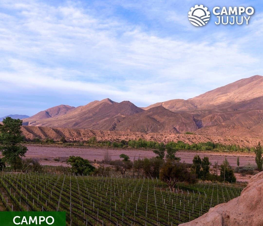 La vitivinicultura jujeña se consolida con identidad de altura y apuesta al valor agregado