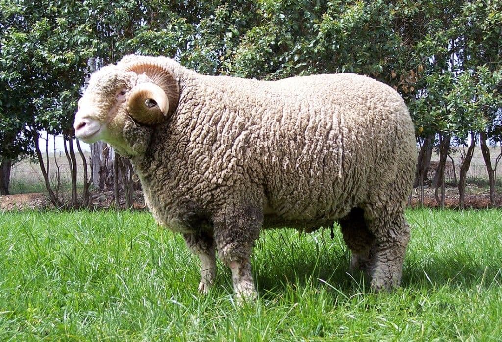 GENÉTICA MERINO: INTA Y CRIADORES RATIFICAN UNA ALIANZA HISTÓRICA DE TRES DÉCADAS