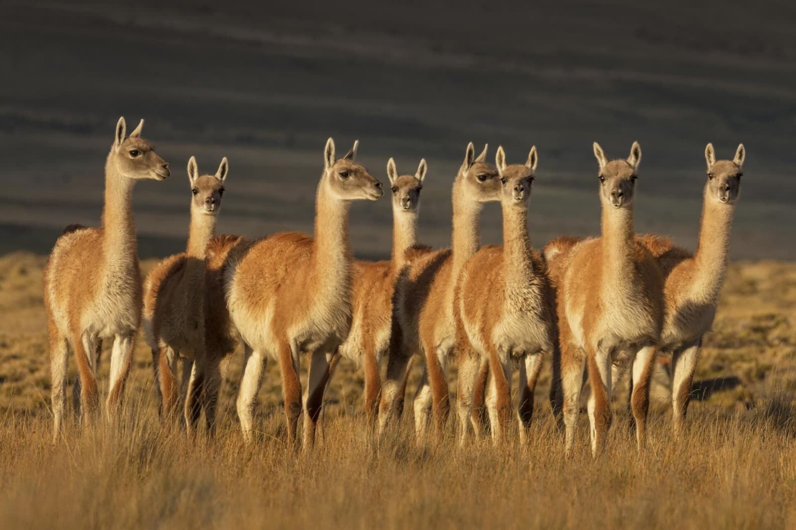 CARNE DE GUANACO: EL NUEVO TESORO NUTRICIONAL QUE SANTA CRUZ BUSCA LLEVAR A LA MESA PATAGÓNICA
