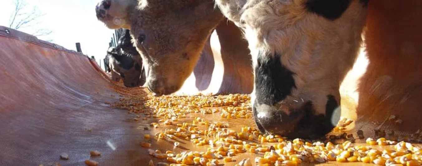 ARROZ QUEBRADO EN LA DIETA BOVINA: ¿EL SUSTITUTO IDEAL PARA BAJAR COSTOS SIN PERDER KILOS?