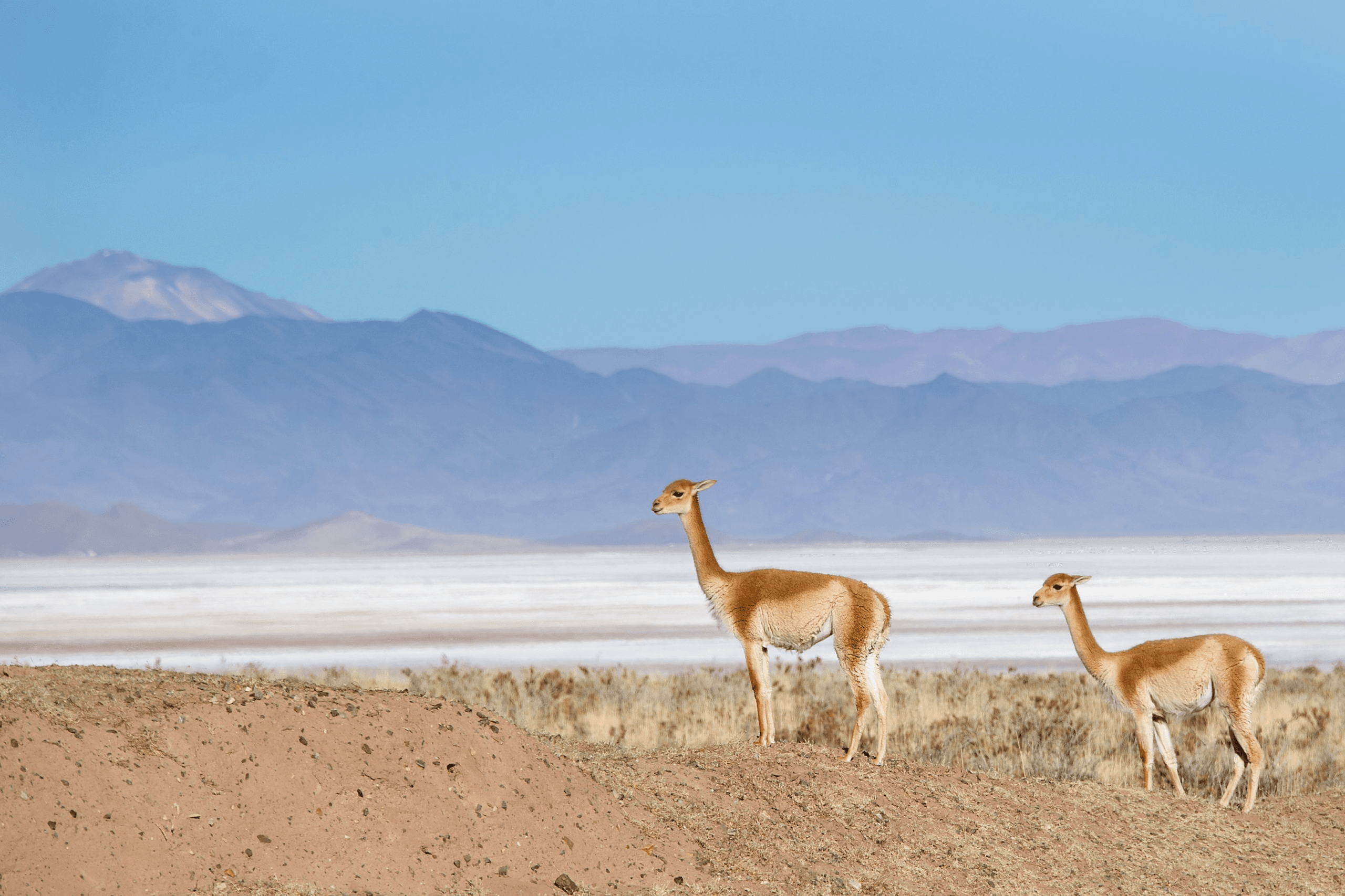Minería y Biodiversidad: EXAR presenta la Guía de Flora y Fauna de Cauchari-Olaroz