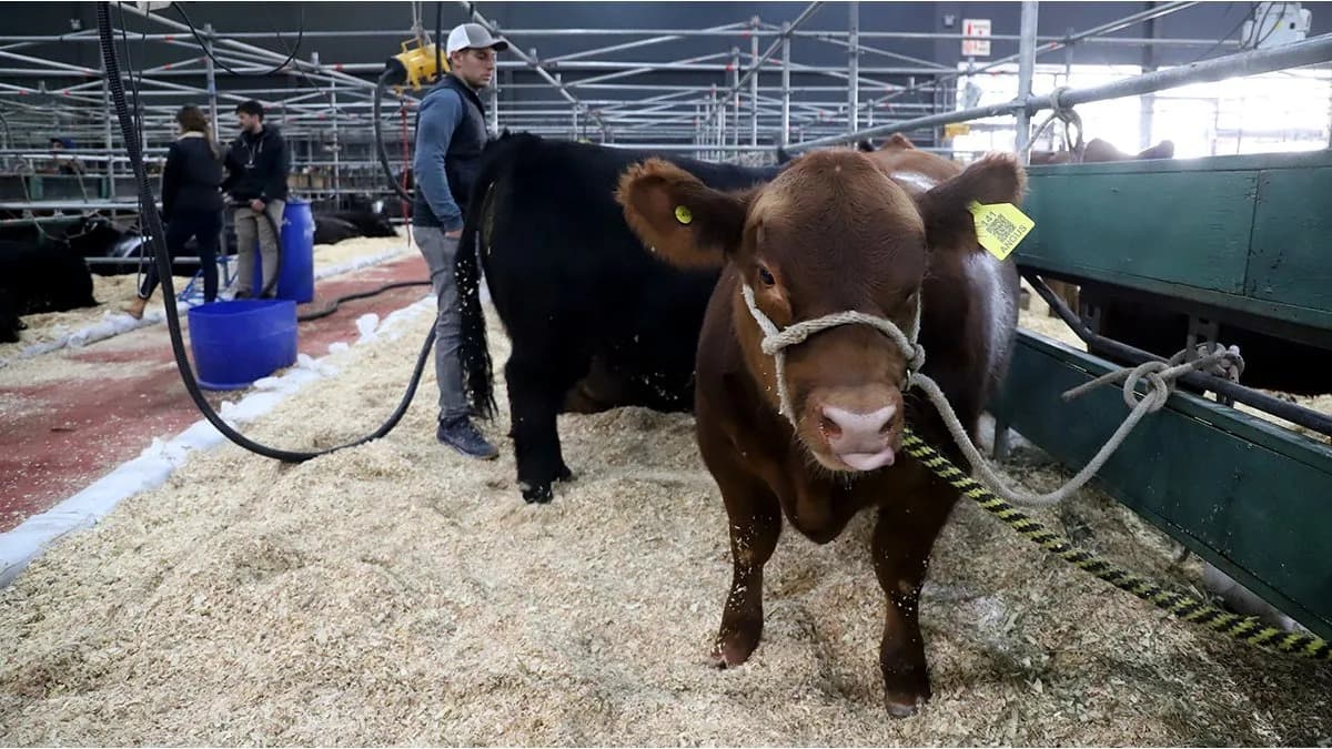 GANADERÍA DE PRECISIÓN: LA TECNOLOGÍA UHF REVOLUCIONA LA TRAZABILIDAD Y EL BIENESTAR ANIMAL