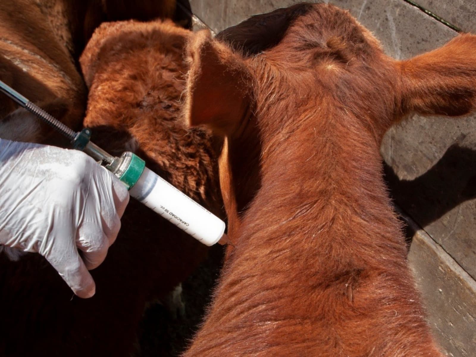 POLÉMICA POR LA VACUNA ANTIAFTOSA: DENUNCIAN CAMBIOS REGULATORIOS “LLAMATIVOS”