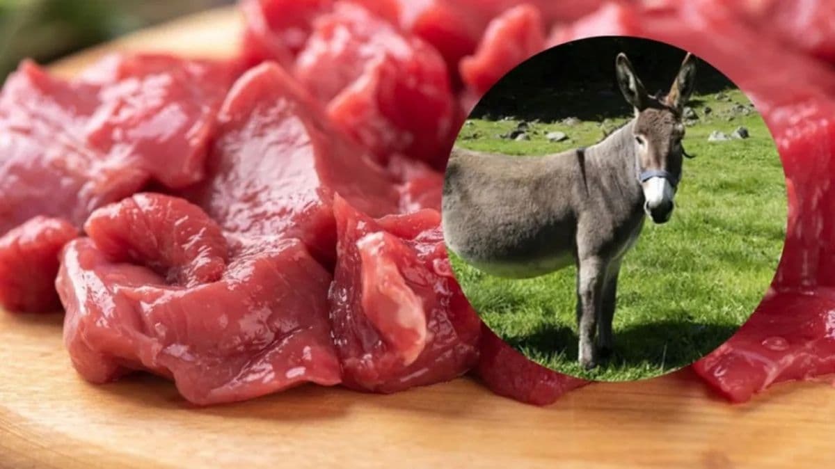 CARNE DE BURRO: ¿UN NICHO GASTRONÓMICO O SOLO UNA TRADICIÓN RURAL?