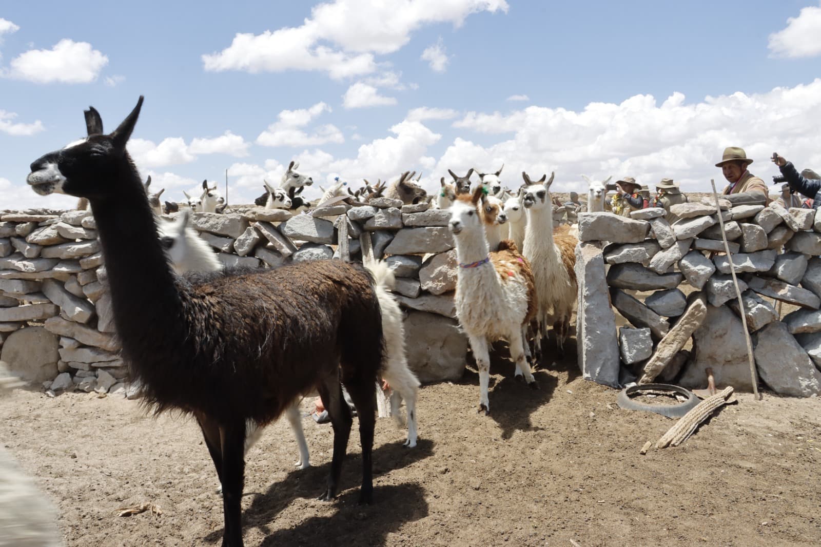TAMBILLOS: MEJORAMIENTO GENÉTICO Y SANIDAD ANIMAL EN LA 21º EXPO FERIA DE CAMÉLIDOS.