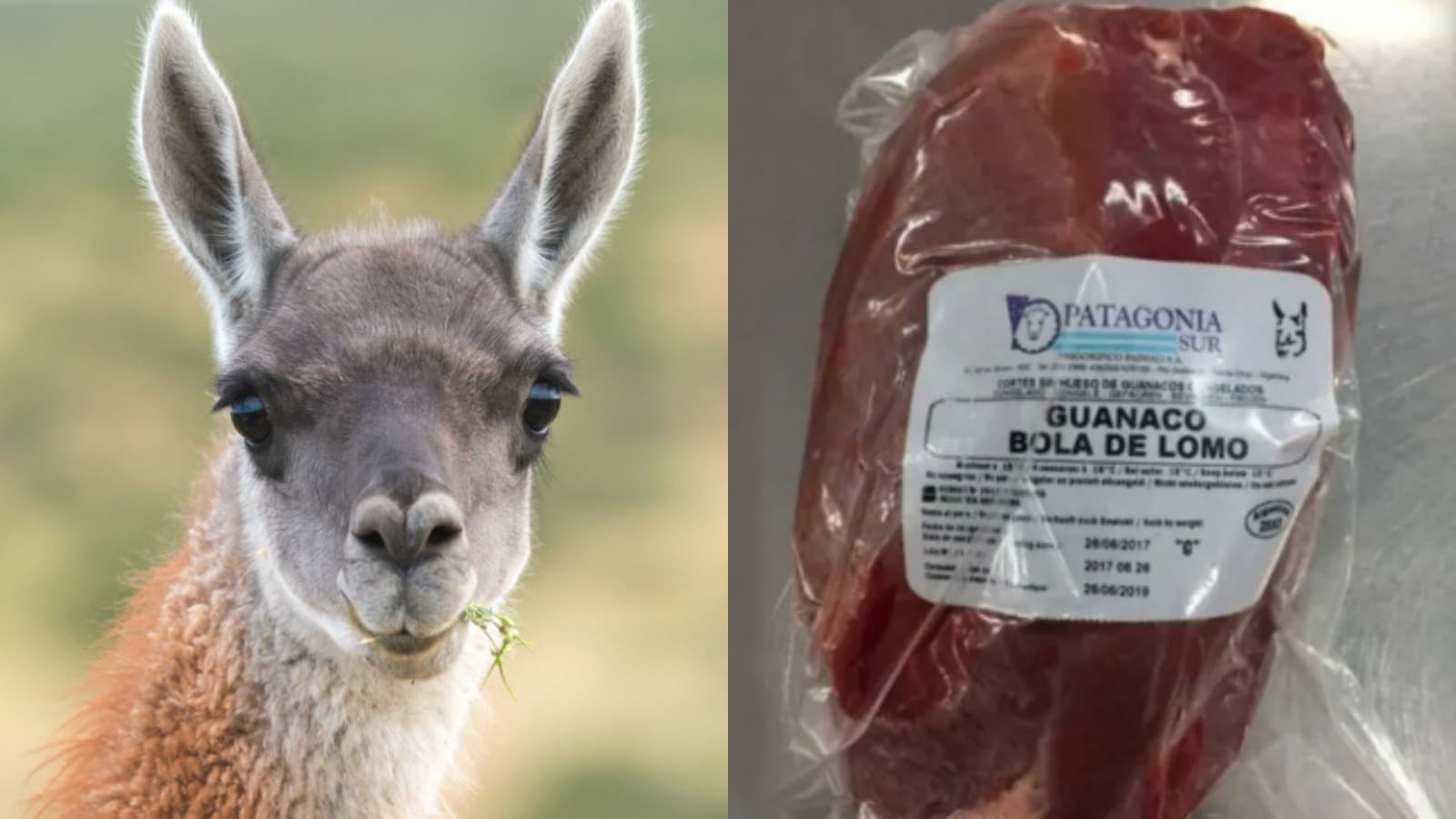 DE LA ESTEPA AL MOSTRADOR: EL GUANACO DEBUTA COMO ALTERNATIVA CÁRNICA FRENTE A LA SUBA DE LA CARNE VACUNA