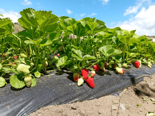 LAS HELADAS TARDÍAS IMPACTAN EN LA PRODUCCIÓN DE FRUTILLAS DE LOS VALLES JUJEÑOS