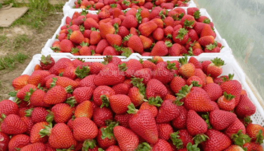 PERICO PREPARA EL FRUTILLAZO 2026 PARA POTENCIAR EL PERFIL PRODUCTIVO Y GASTRONÓMICO LOCAL