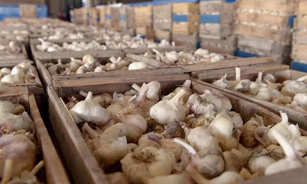 LA GUERRA DEL AJO: PRODUCTORES ARGENTINOS Y BRASILEÑOS EN ALERTA POR EL AVANCE CHINO Y TENSIONES EN EL MERCOSUR