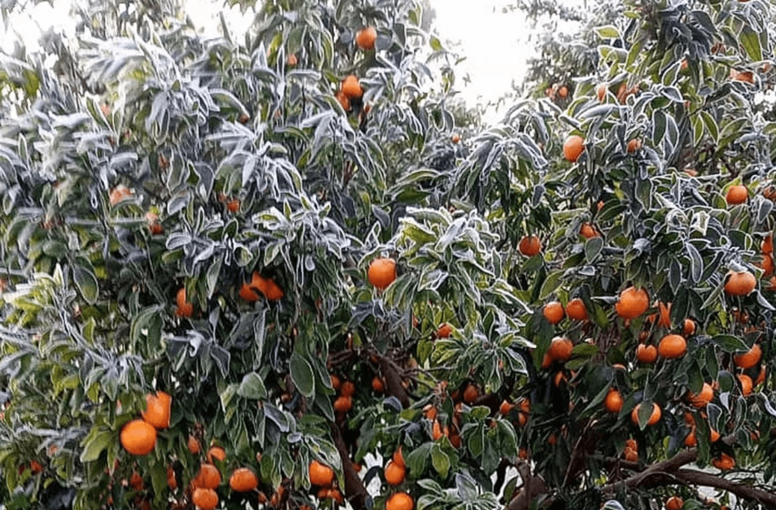 EMERGENCIA CITRÍCOLA: ENTRE RÍOS ASISTE A PRODUCTORES GOLPEADOS POR EL GRANIZO